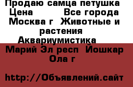 Продаю самца петушка › Цена ­ 700 - Все города, Москва г. Животные и растения » Аквариумистика   . Марий Эл респ.,Йошкар-Ола г.